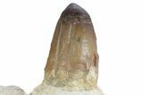 Mosasaur Jaw Section with Four Teeth - Morocco #359682-5